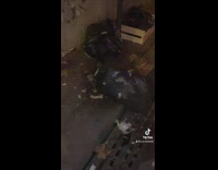 Many Rats Goes Out of Garbage Bag