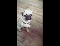 Pug dog lifts paw up for treat 