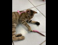 Brown cat stares at pink toy 