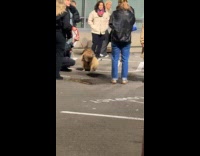 Capybara wears vest harness held by woman 