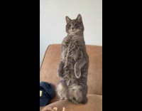 Gray cat stand up on hind legs on chair
