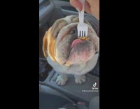 Dog gets small taste of burger with cheese on fork in car