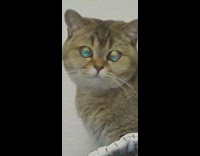 Brown cat has shiny iridescent eyes guy 