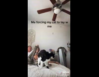 Lady Slams Pet Cat Gently  on Bed