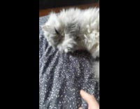 Submitter checking if sleeping cat is still alive 