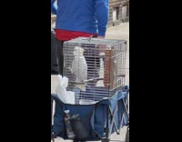 Guy pulling a bird cage with bird inside on sidewalk