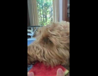 Brown dog eats watermelon slice white curtains