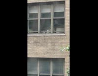 Group of birds trying to get into apartment through crack 