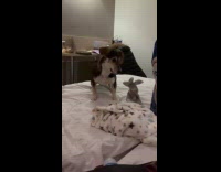 Dog bites gray towel on the bed