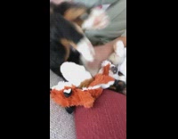 Puppy dog kicks legs belly rubs girl 