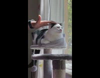 Guy pets cats head and it bounces