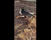 Two dogs play wrestle on ground outside  