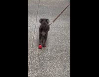 Black dog wear red shoes walk on street
