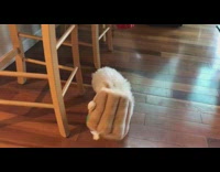 Small White Dog Gets Head Stuck in Toy