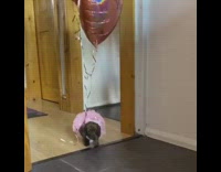 Dachshund puppy dog heart balloons pink tutu 