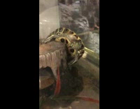 Collab BitchIG2 - Small turtle falls off tree stump decoration 