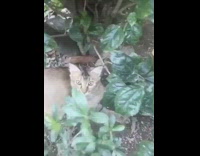 Grey brown cat under green plant dirt