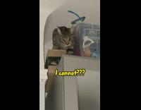 Cat climbs the wardrobe in the middle of night 