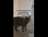 Black cat comes into apartment when door is opened
