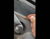 Bee eats honey on finger guy 