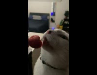 Pet cat licks and eats strawberry fruit