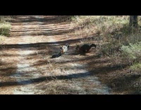 Two fox growls and fight with each other on the forest