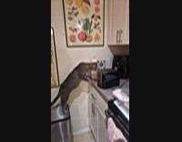 Cat startled by toaster and falls down