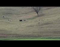 Cows run on hill for their food