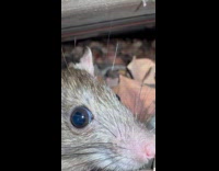 Small mouse seen under the wood platform