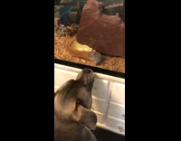 Gray dog whines at pet mouse inside glass case