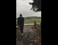 Dog run towards flock of birds fly