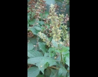 Bee collect pollen from flowers