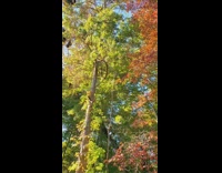 Bird chirping loudly in trees on fall day