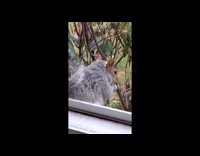 Squirrels make funny sound while eating walnuts