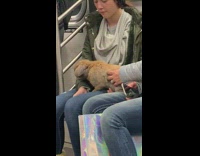 Woman green jacket brings rabbit bunny onto subway train