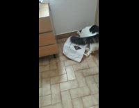 Cat Hides Upper Body Inside Paper Bag