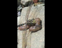 Collab DailyDoseOfInternet - Dragonfly eats worm lure to catch fish from filmer