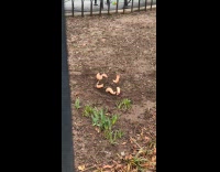 Submitter shows baby doll buried at playground