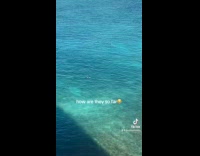 Collab Clips MPUGC - Elderly couple swimming far from shore 