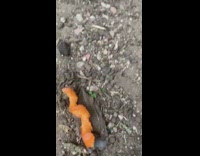 Leftover carrot from rabbit with spiral shape