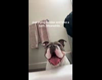 Woman in bath shows bulldog panting beside her