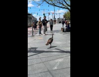 Wild turkey spotted walks around the park