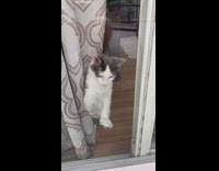 Cat wants to go outside digs glass door 