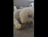 Dog black collar eats brown stick treat