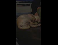 Pet dog feet twitches in its sleep