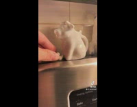 Girlfriend hides tiny ducks around house 