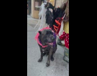 Dog wearing sunglasses sits on sidewalk 