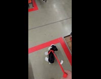 Man shows store cat who hates dogs