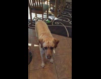 Tan dog catches treat in kitchen 