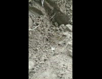 Small bug on the ground sprays blue smoke